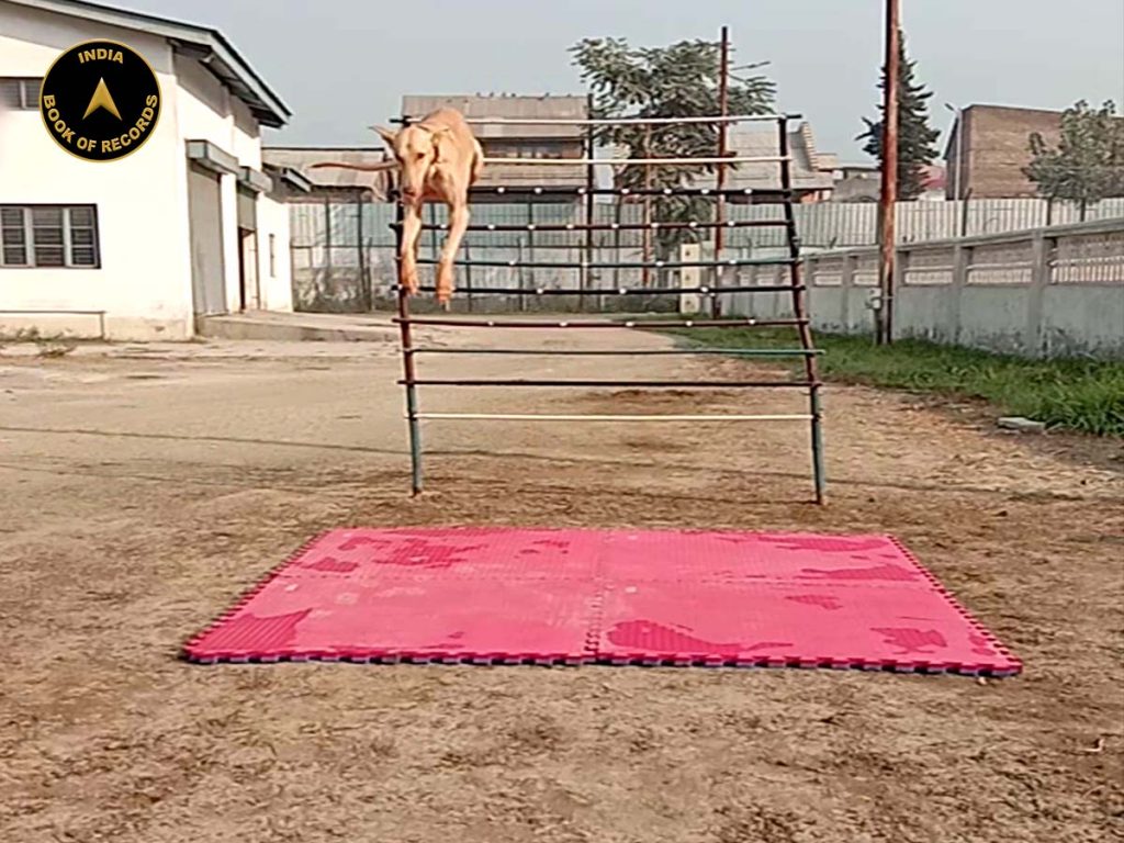 Highest jump by a dog India Book of Records